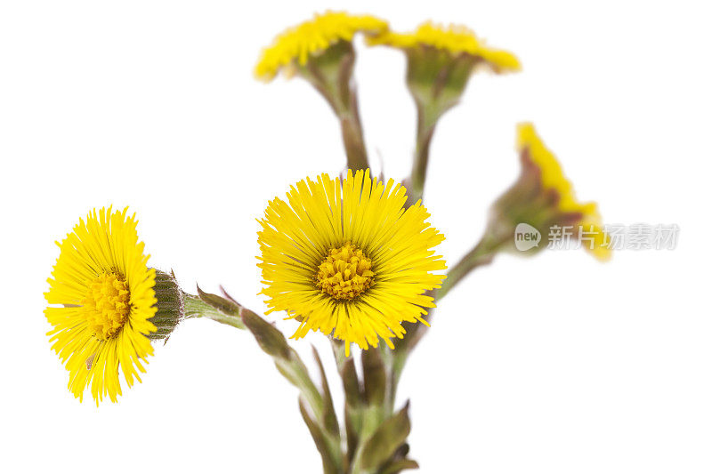 Tussilago farfara(钶钽钽)